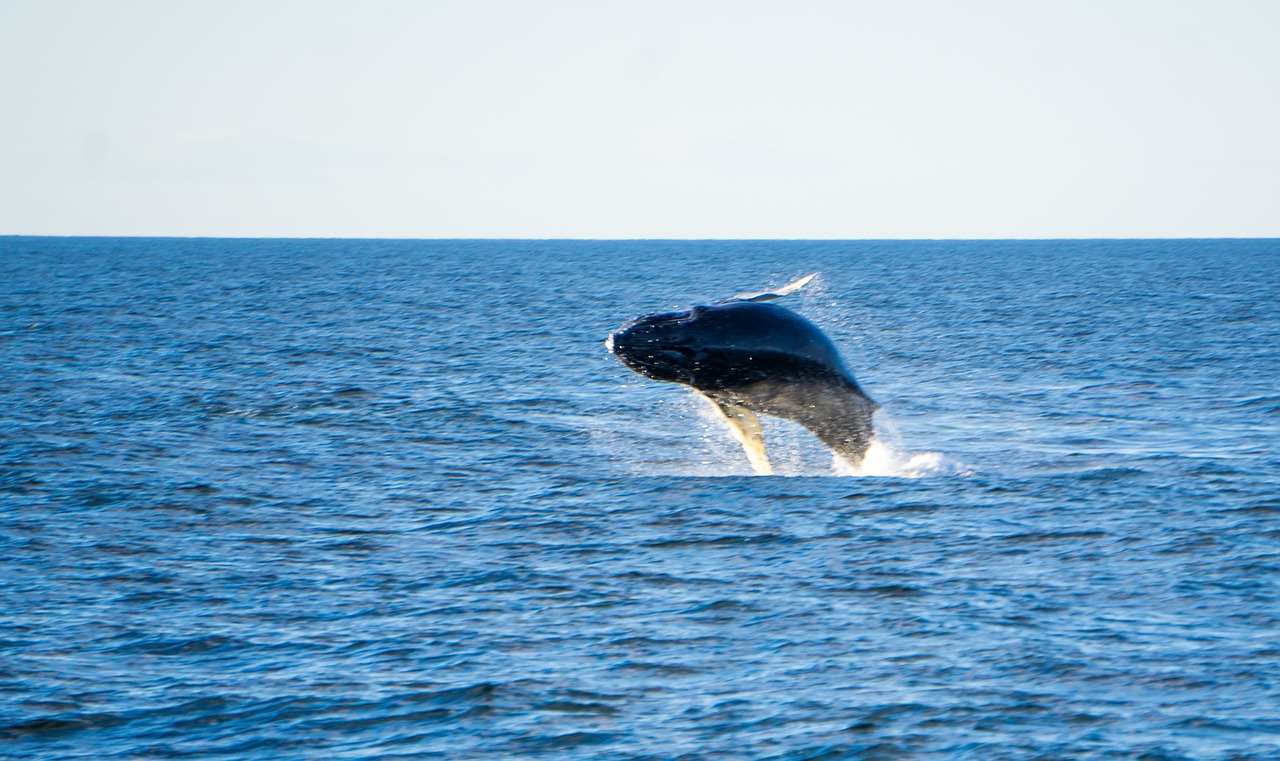 humpback-1675325_1280